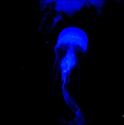 Jellyfish (thumbnail)