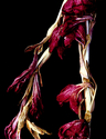 Flower-2 (thumbnail)