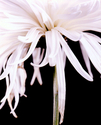 Flower-1 (thumbnail)