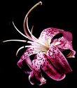 Flower-4 (thumbnail)