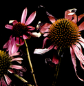 Flower-5 (thumbnail)