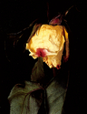 Flower-6 (thumbnail)