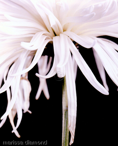 Flower-1 (large view)