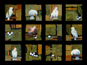 Aviary%20Grid (thumbnail)