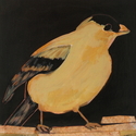 Golden%20Finch (thumbnail)