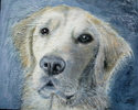 Roscoe (thumbnail)