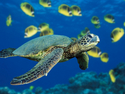 Sea%20Turtle (thumbnail)