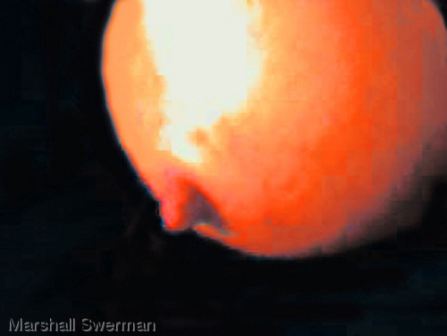 Photography-Celestial Object #4