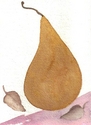 Painting-Pear 2