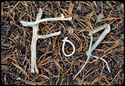 FOR%20Sticks%20-%201977 (thumbnail)