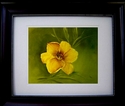 Gold Lily Gold%20Lily (thumbnail)