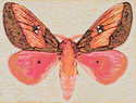 Moth One