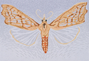 Moth Four