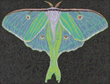 Moth Five