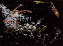 Koi #4
