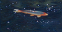 Koi Study # 4