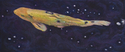 koi, fish, pond, water, pastel - Figurative Drawing