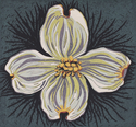 Dogwood Flower #2