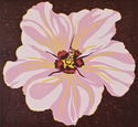 Pink Hibiscus