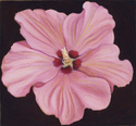 Pink Hibiscus