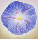 Morning Glory