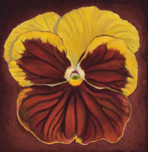 Drawing-Pastels-Yellow Pansy