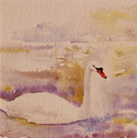 Painting-Swan of Oley Lane