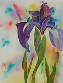 Painting--Watercolor-BotanicalPurple Iris