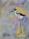 Painting--Watercolor-WildlifeLook At Those Gams
