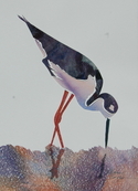 Mixed Media--On Paper-Non-representationalBlack Necked Stilt