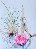 Painting--Watercolor-BotanicalLily Ponds