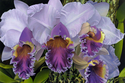 Blue%20Heaven%20Orchid (thumbnail)