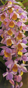 Shell%20Ginger%20Plant (thumbnail)