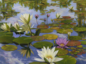 Lilly%20Pond (thumbnail)