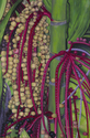 Fruit%20of%20Labor (thumbnail)