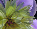 Paeonia (thumbnail)