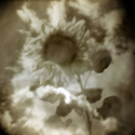 Sunflower and Clouds