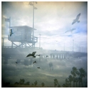 Birds in Flight- Washington Street Pier
