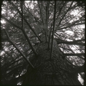 Pine Tree View