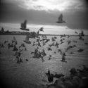 Birds in Flight