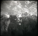 Rabbit's Eye View