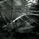 Wind in the Palms