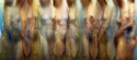 Maura Conry - Allegorical Digital Art Maura Conry Paintings, Abstract, Kansas City Artist, Digital Images, Conry Images, JCCC Artist, mauraconry.com - Allegorical Digital Art