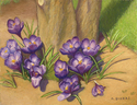 Crocus