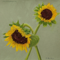 Sunflower Duo