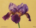 Iris Twins