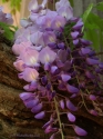 Wisteria Moment