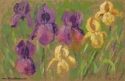 Purple and Yellow Irises
