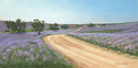 Negev Desert in Purple Bloom