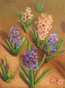 Hyacinth